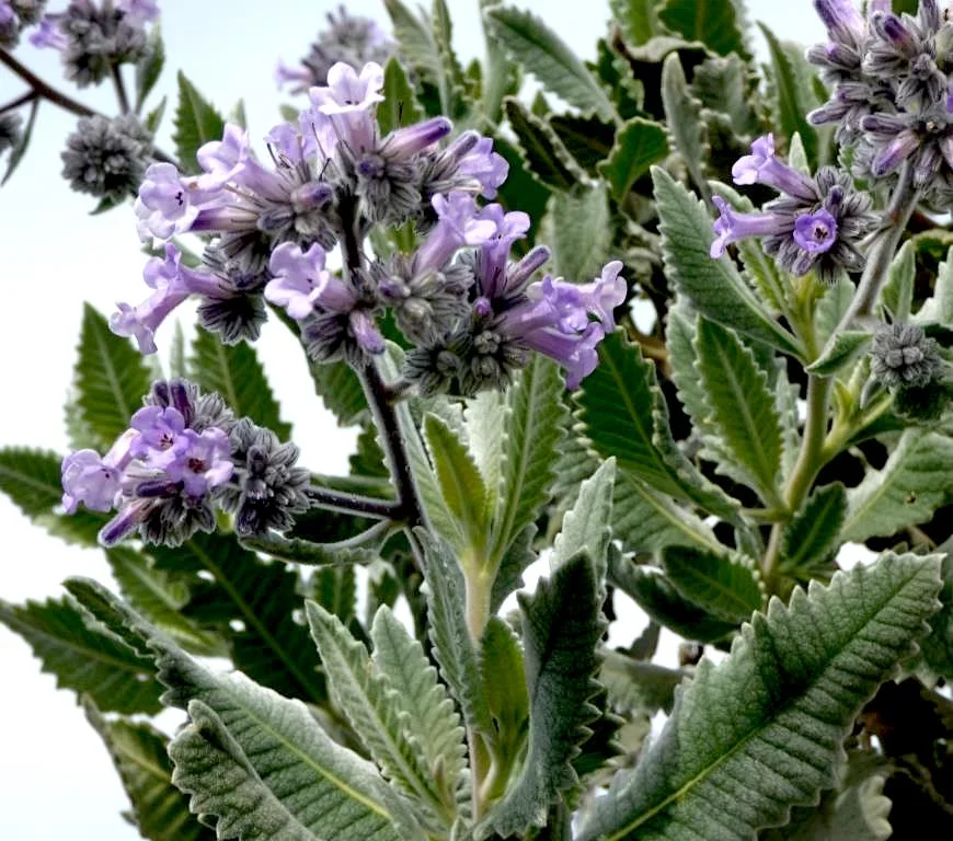 Felt-leaved Yerba Santa (Eriodyction crassifolium)