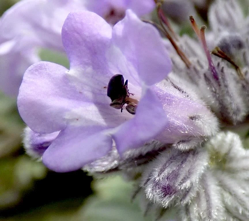 Felt-leaved Yerba Santa (Eriodyction crassifolium)