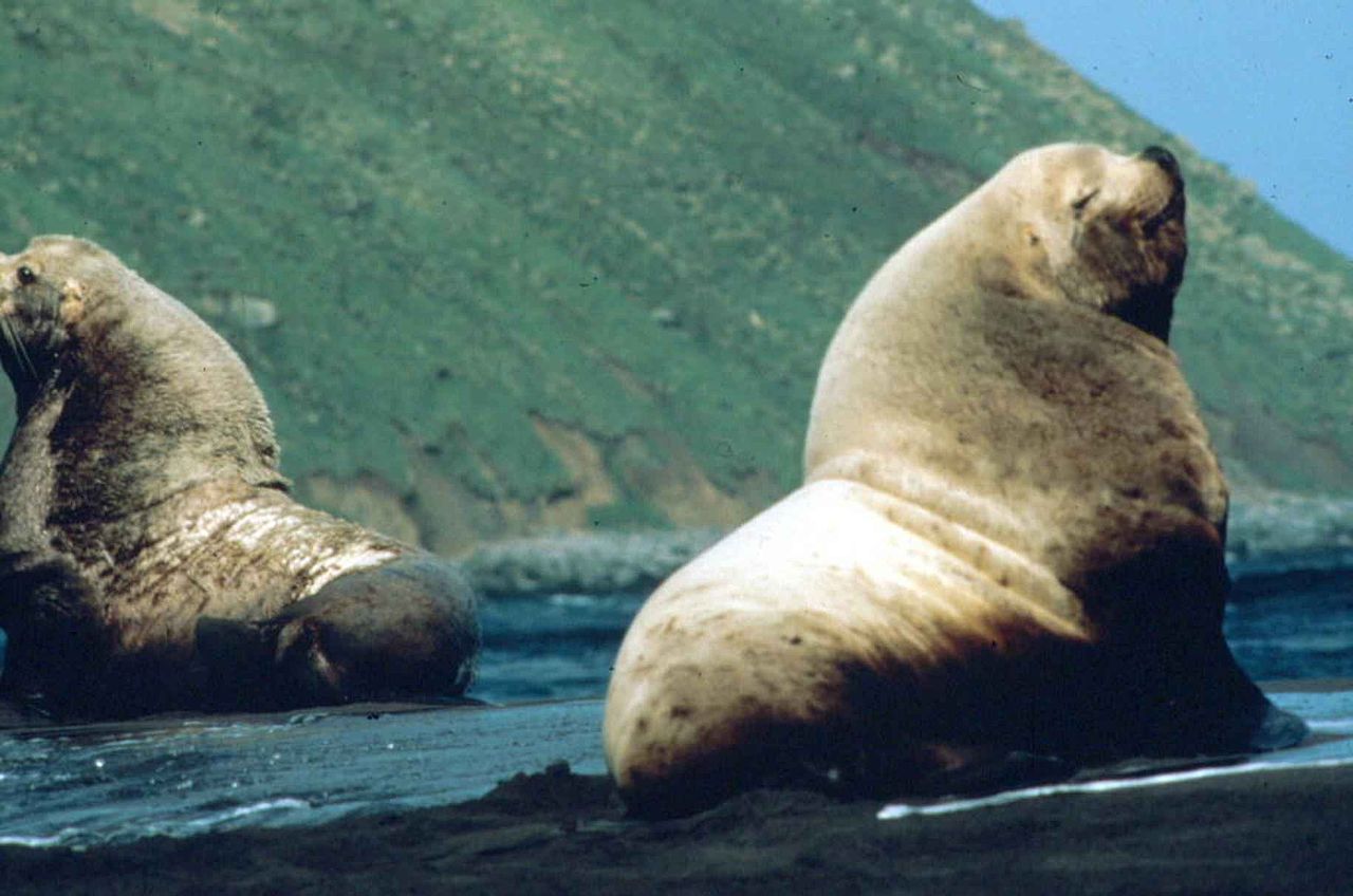 Steeler Sea Lion, Early T, U.S. Fish and Wildlife Service