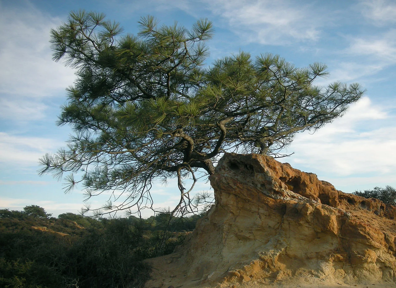 TheNose at Flickr, Pinus torreyana, CC BY-SA 2.0