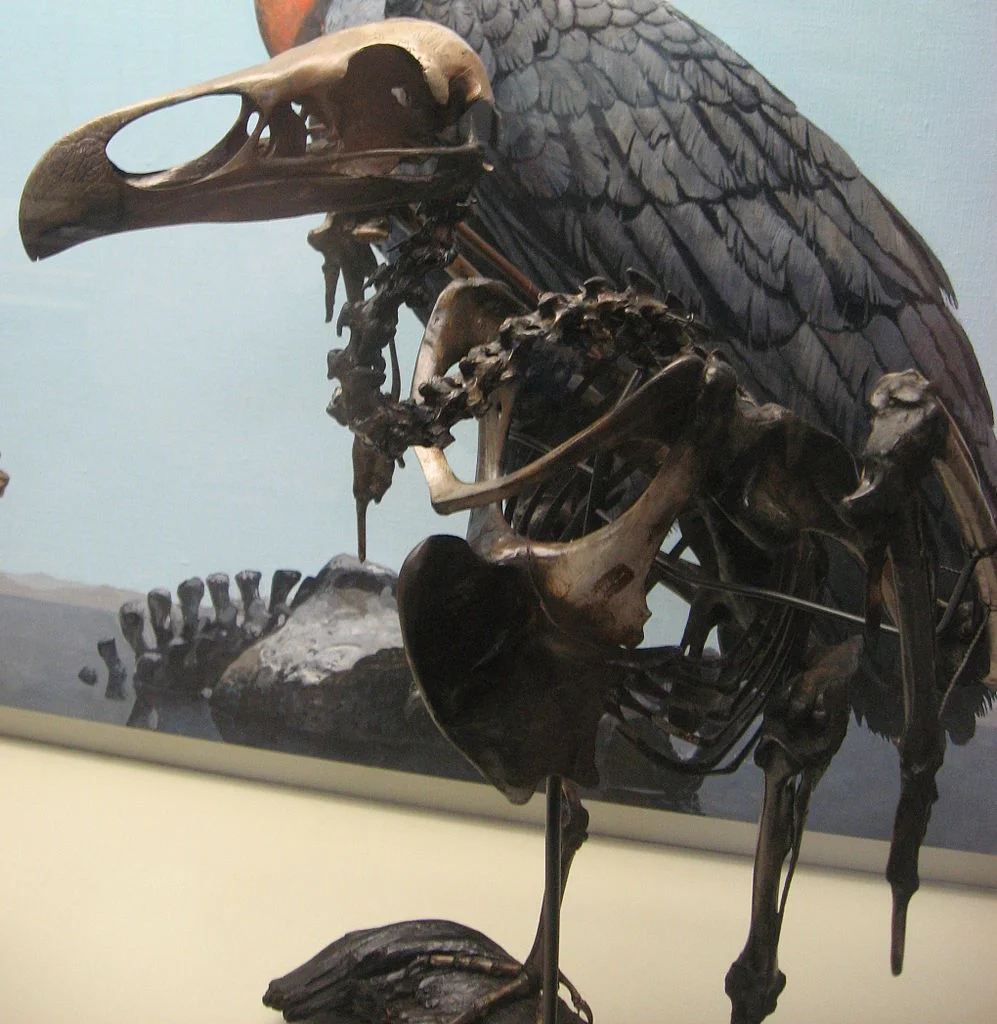 reverendlukewarm, Teratornis merriami fossil, CC BY-SA 2.0