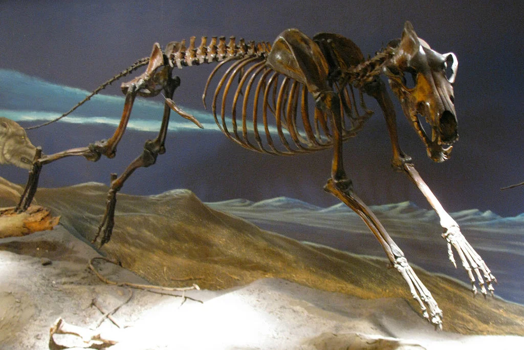 Eden, Janine and Jim, Dire Wolf Skeleton, CC BY 2.0