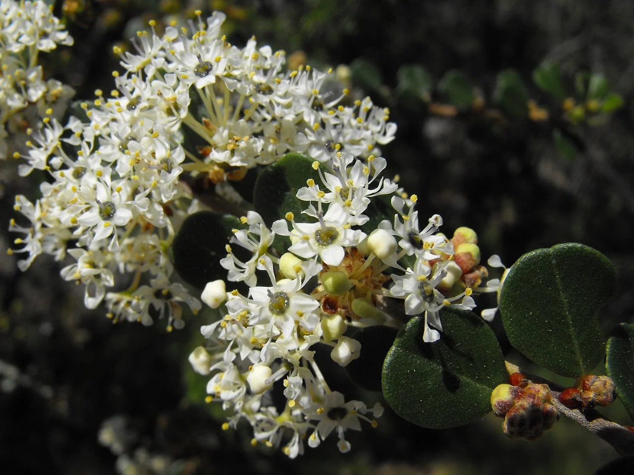Ceanothus verrucosus at San Diego Zoo Safari Park (formerly San Diego Wild Animal Park), Escondido, California, USA.