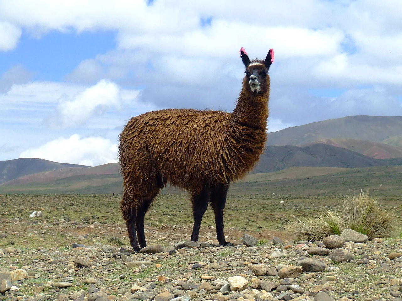 Photographed and Copyright (c)2007 by John Kaufman, San Francisco, California, U.S.A., Wiki-llama, CC BY-SA 3.0