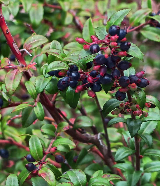 California Huckleberry (Vaccinium ovatum var saporosum) Photo by John Rusk