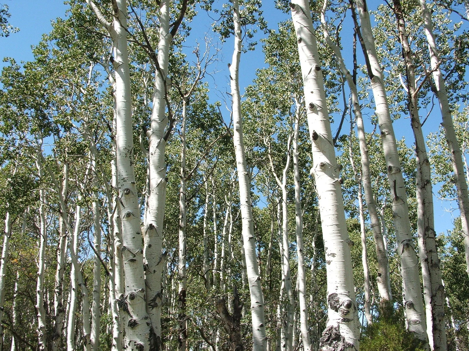 Quaking Aspen (Populus tremuloides) Tewy, Aspen (Populus tremuloides) 02, CC BY-SA 3.0