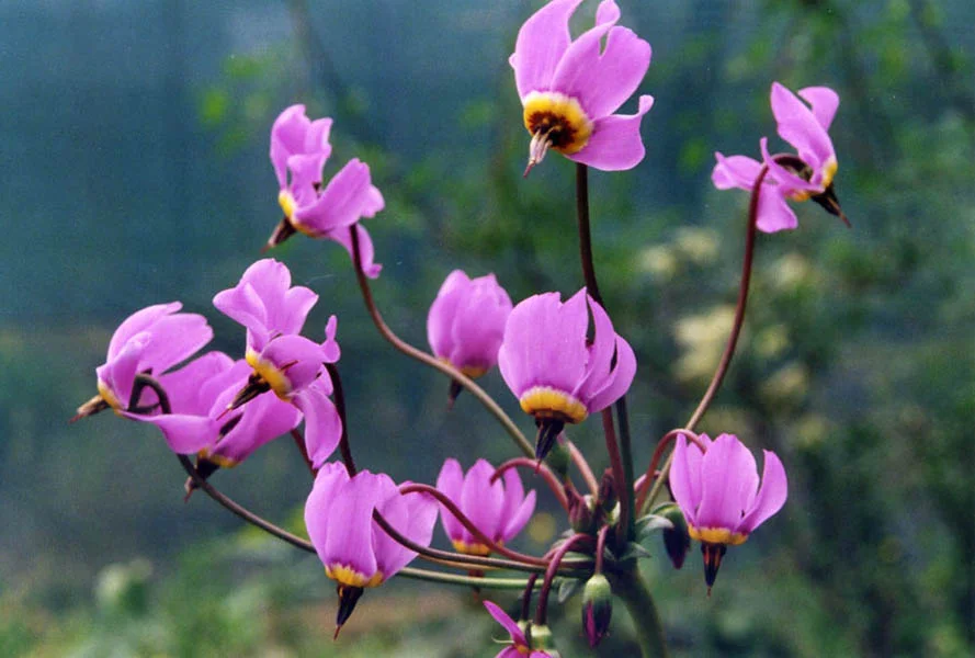 Alpine Shooting Star (Dodecatheon alpine) https://commons.wikimedia.org/wiki/File:Dodecatheon_alpinum.jpg