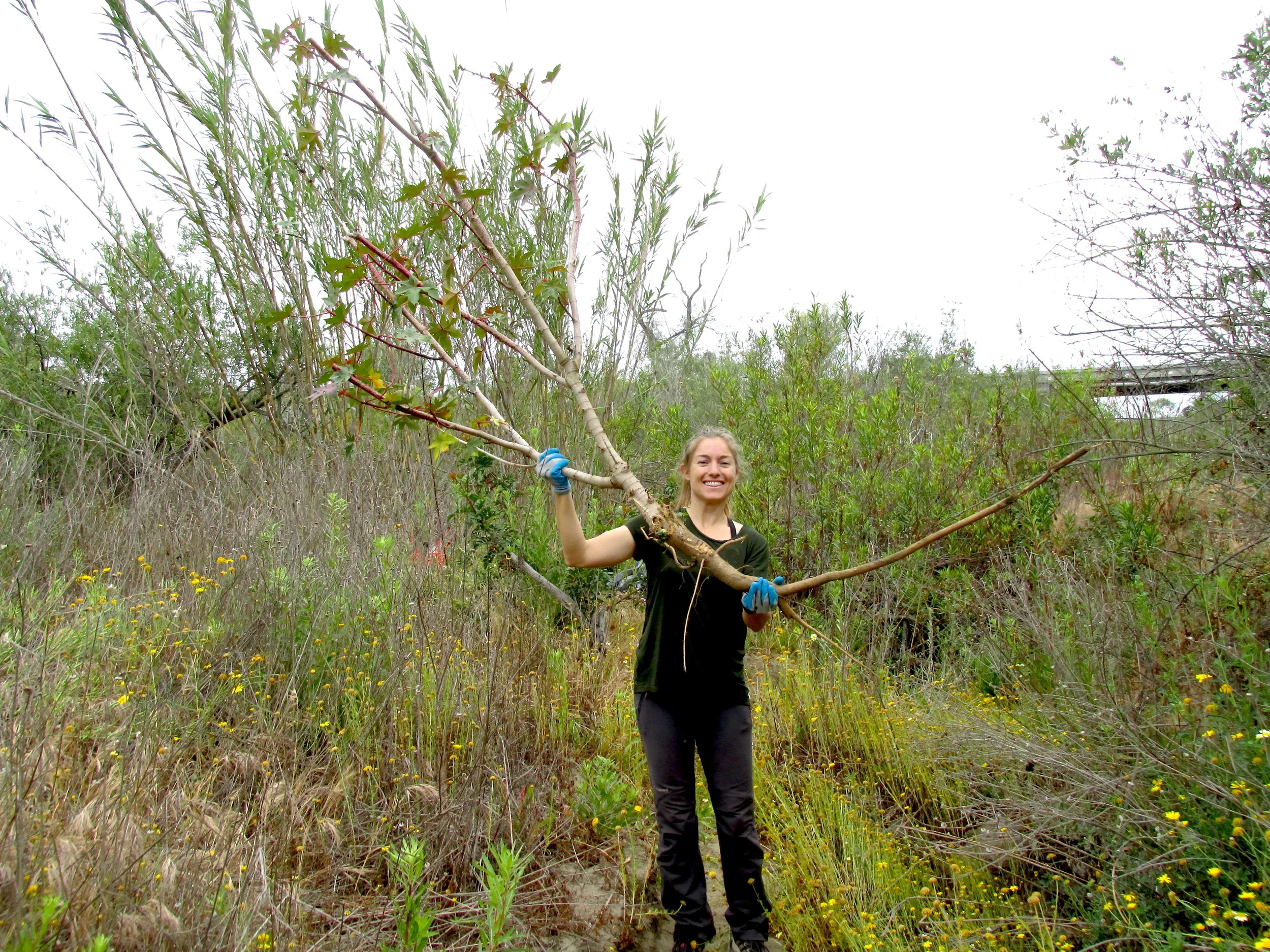 Habitat Improvement Mission Valley Preserve large.jpg