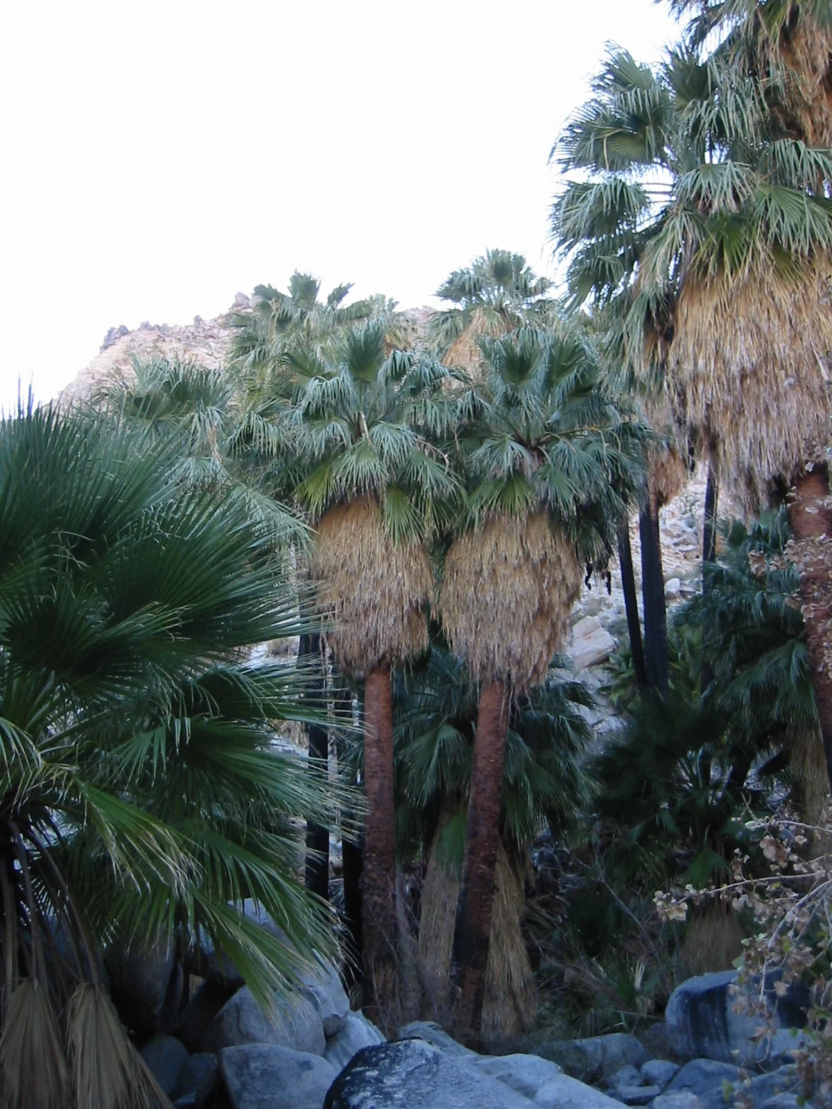 California Fan Palm (Washingtonia filifera) anonymous, Washingtonia filifera, CC BY-SA 1.0