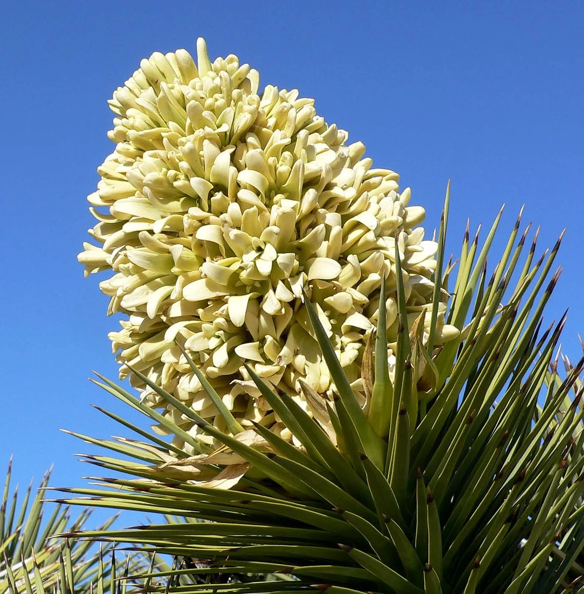 Joshua Tree (Yucca brevifolia) Yucca brevifolia inflorescence, CC BY-SA 3.0