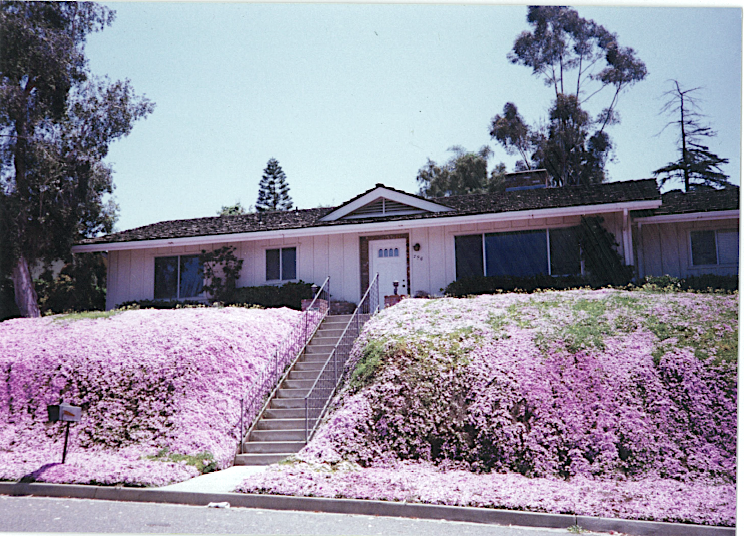 House covered in ice plant in 1992