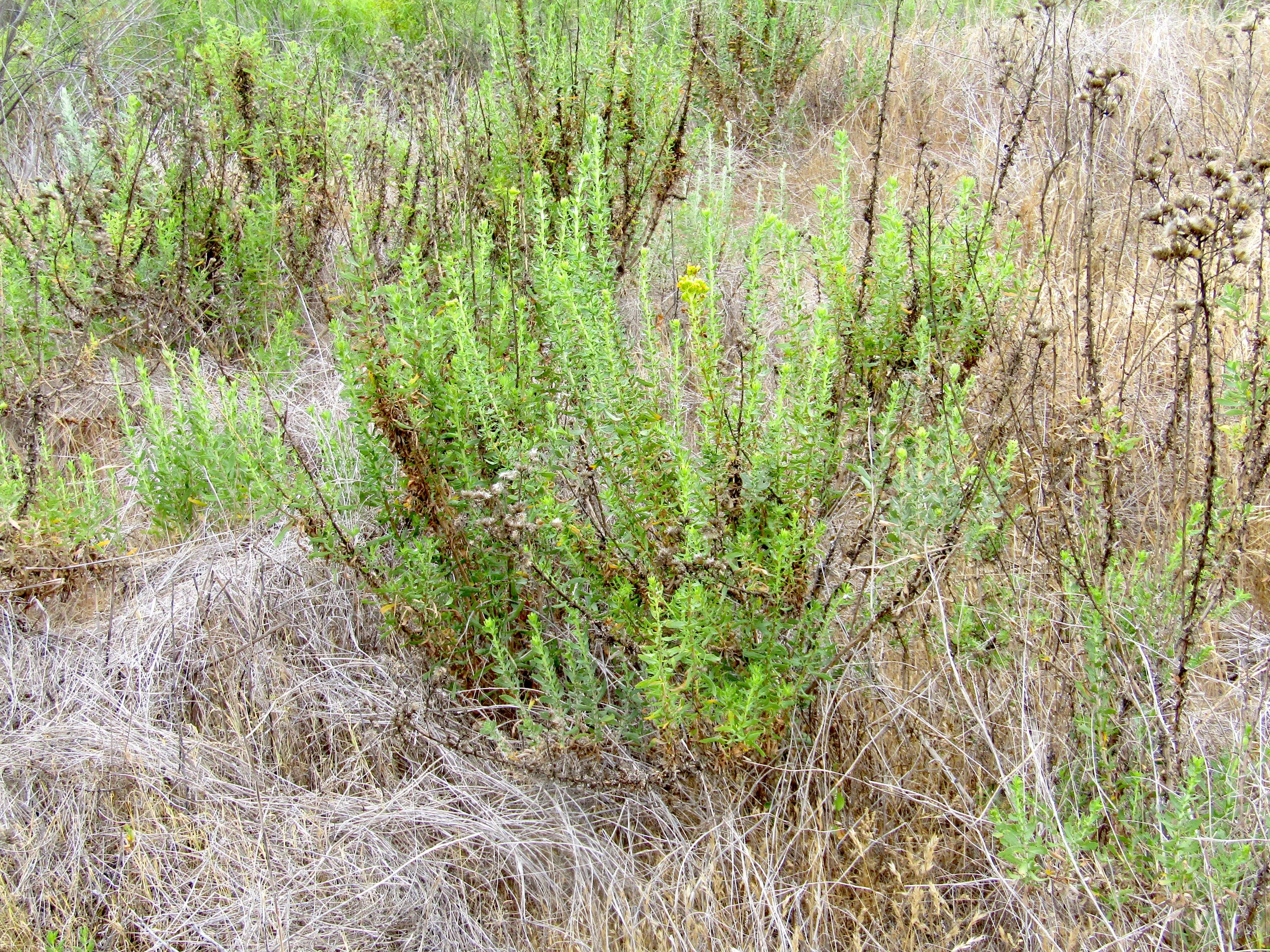 Goldenbush (Isocoma menziesii)