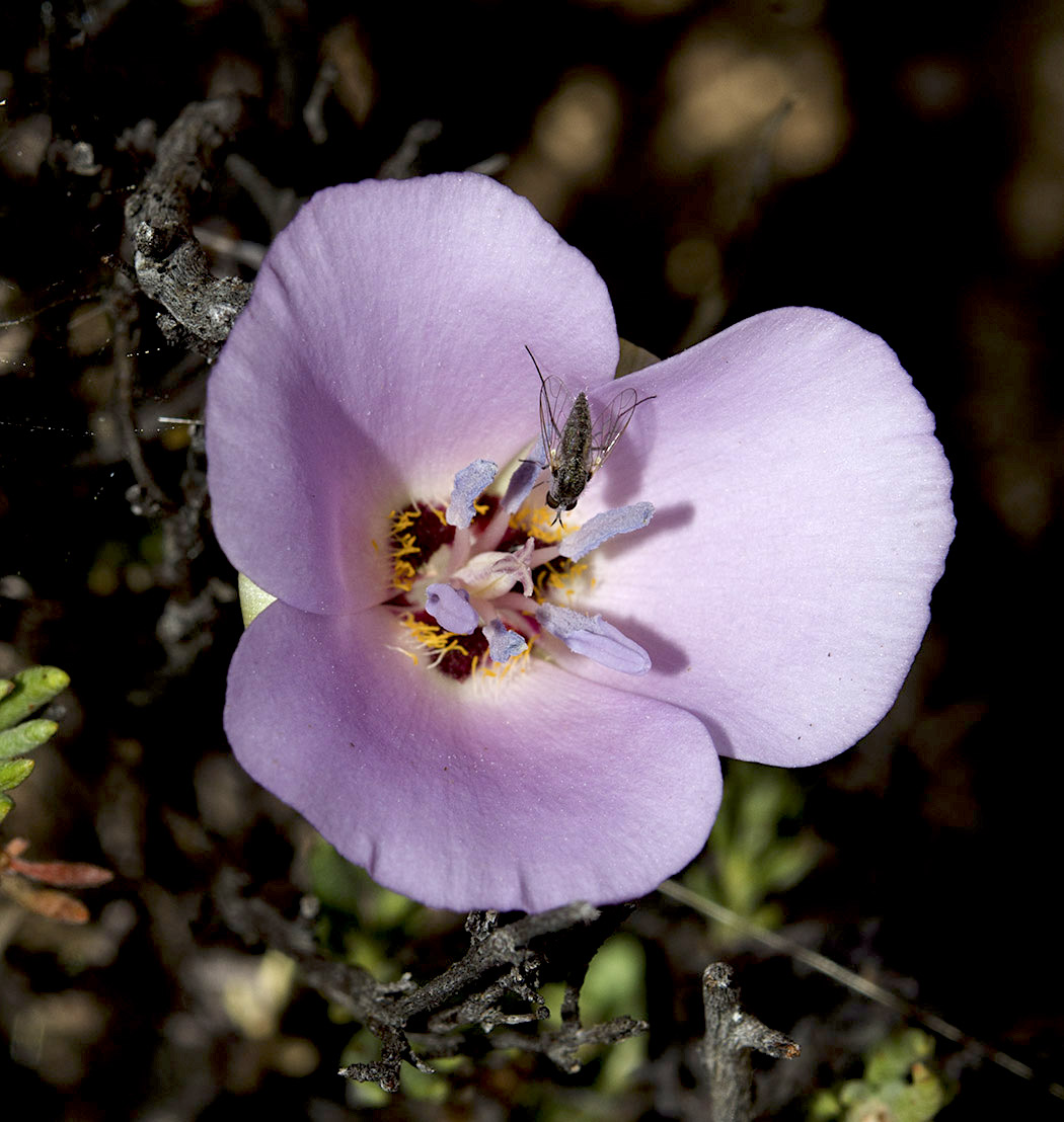 Munz’s Mariposa Lily (Calochortus palmeri var. munzii)