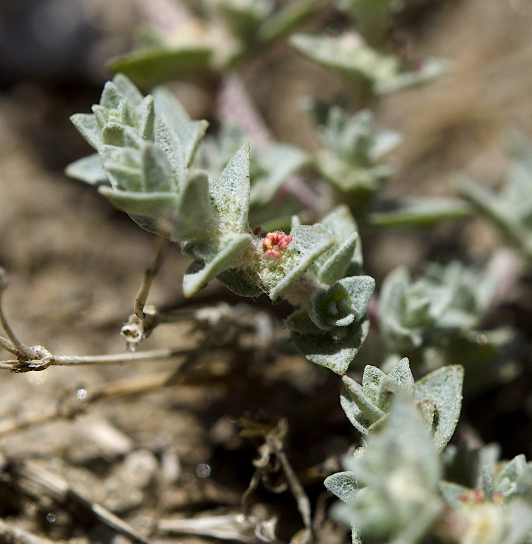  Parish’s Brittlescale (Atriplex parishii) 