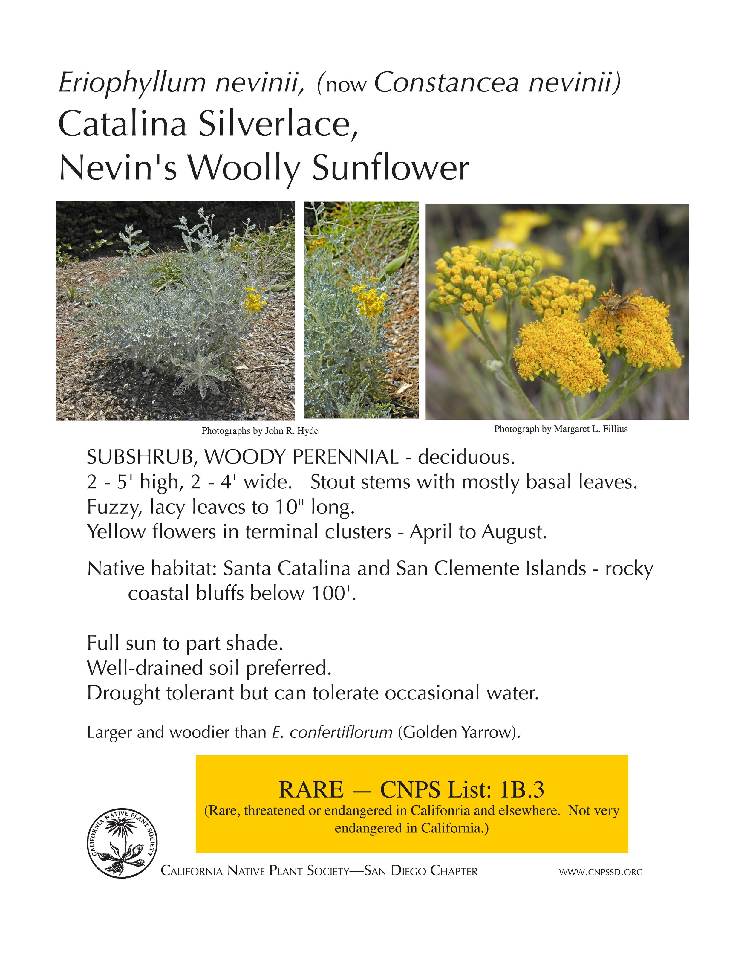 Nevin's Wooly Sunflower (Constancea nevinii).jpg