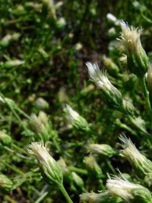 Encinitas baccharis (Baccharis vanessae)