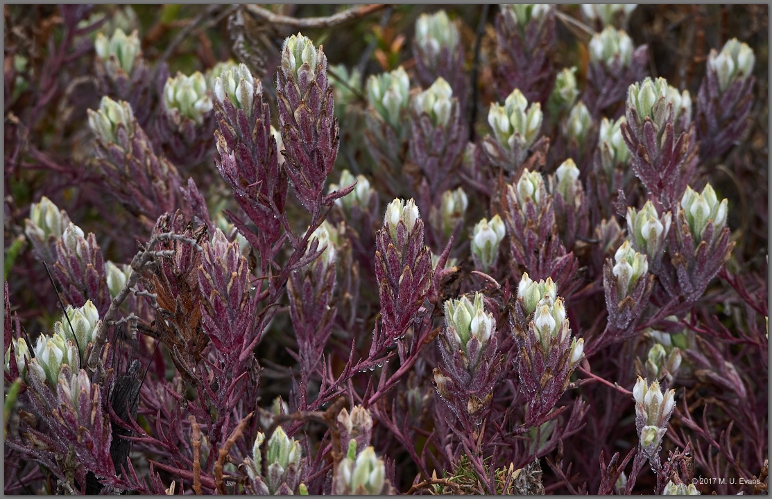 Salt Marsh Bird's-beak (Chloropyron maritimum ssp. maritimum) Photo by Michael Evans