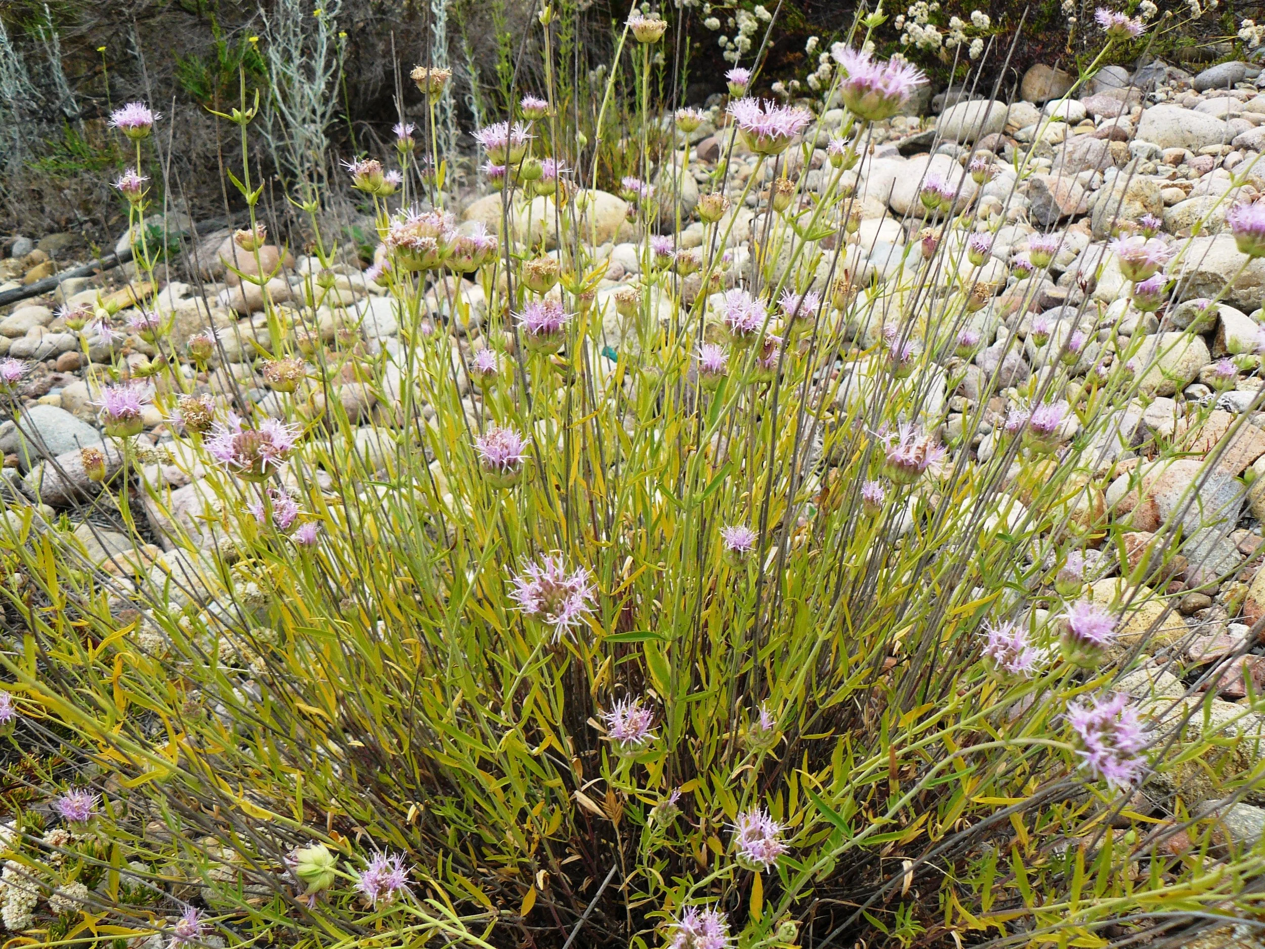 Willowy Monardella (Monardella linoides)