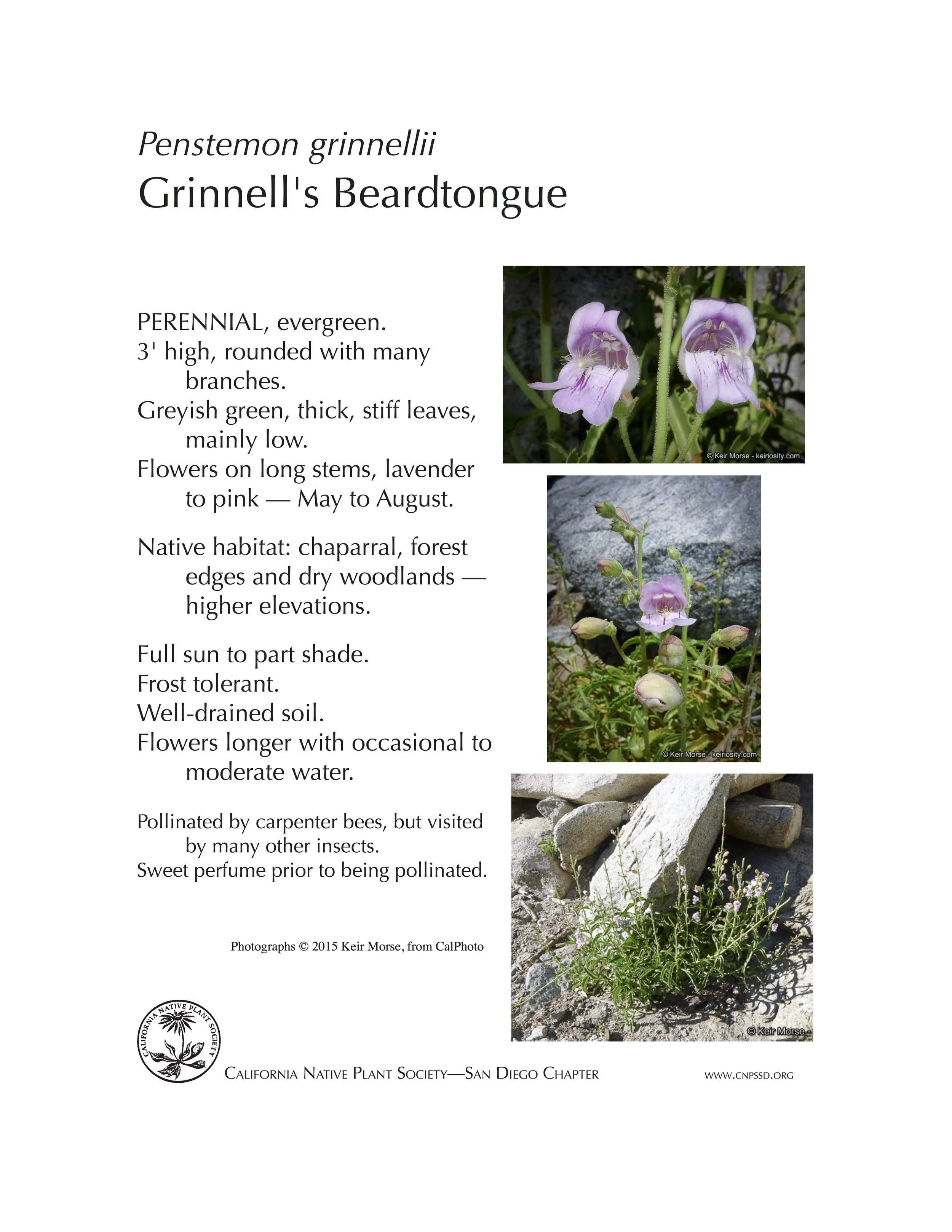 Penstemon grinellii.jpg