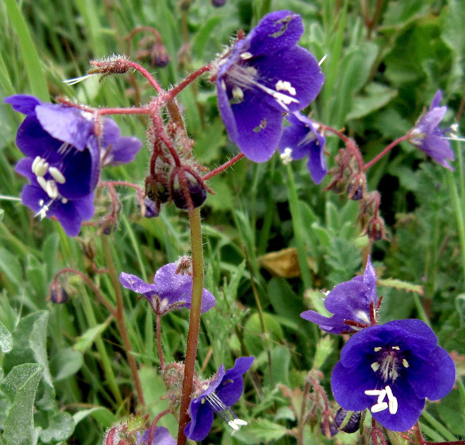 Phacelia parryi