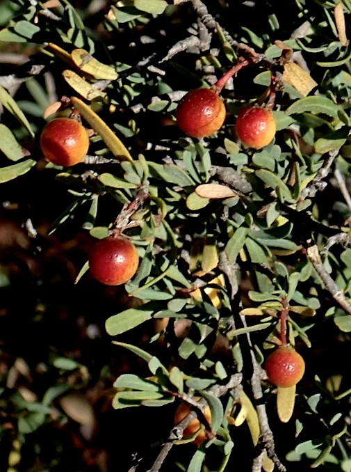 Cneoridium dumosum