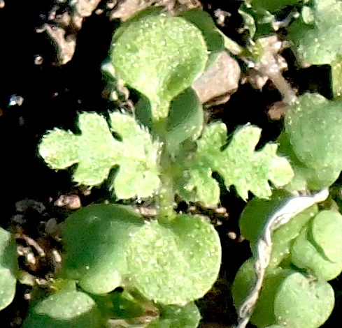 Phacelia parryi seedling 13 days old, about 3/4” in diameter