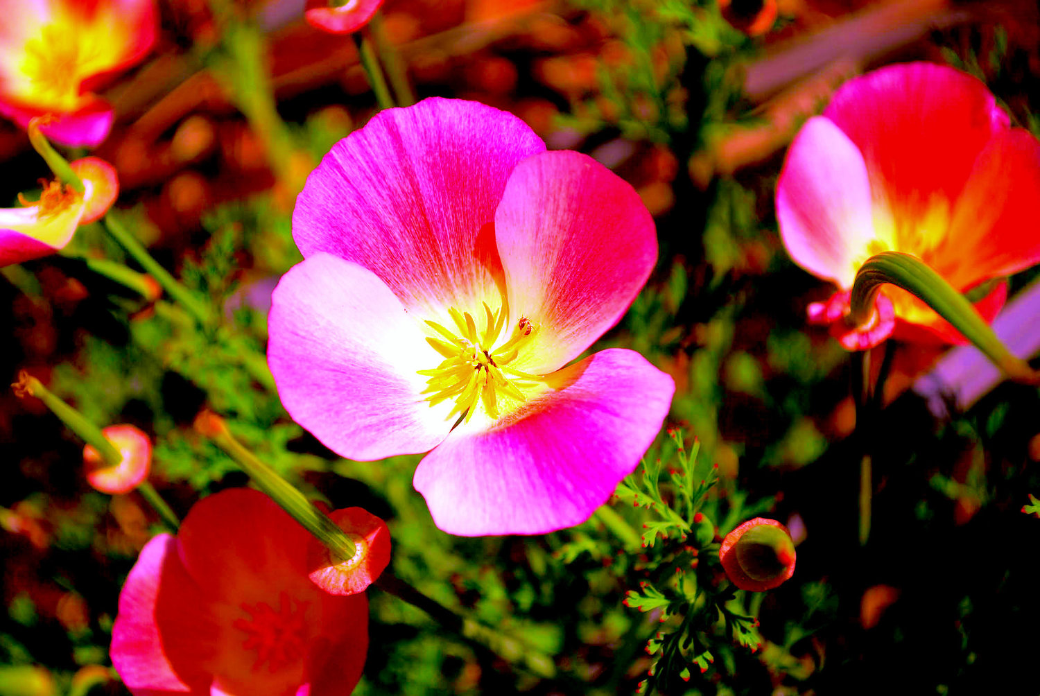 California Native Plant Festival — San Diego Chapter California Native Plant Festival — San Diego Chapter