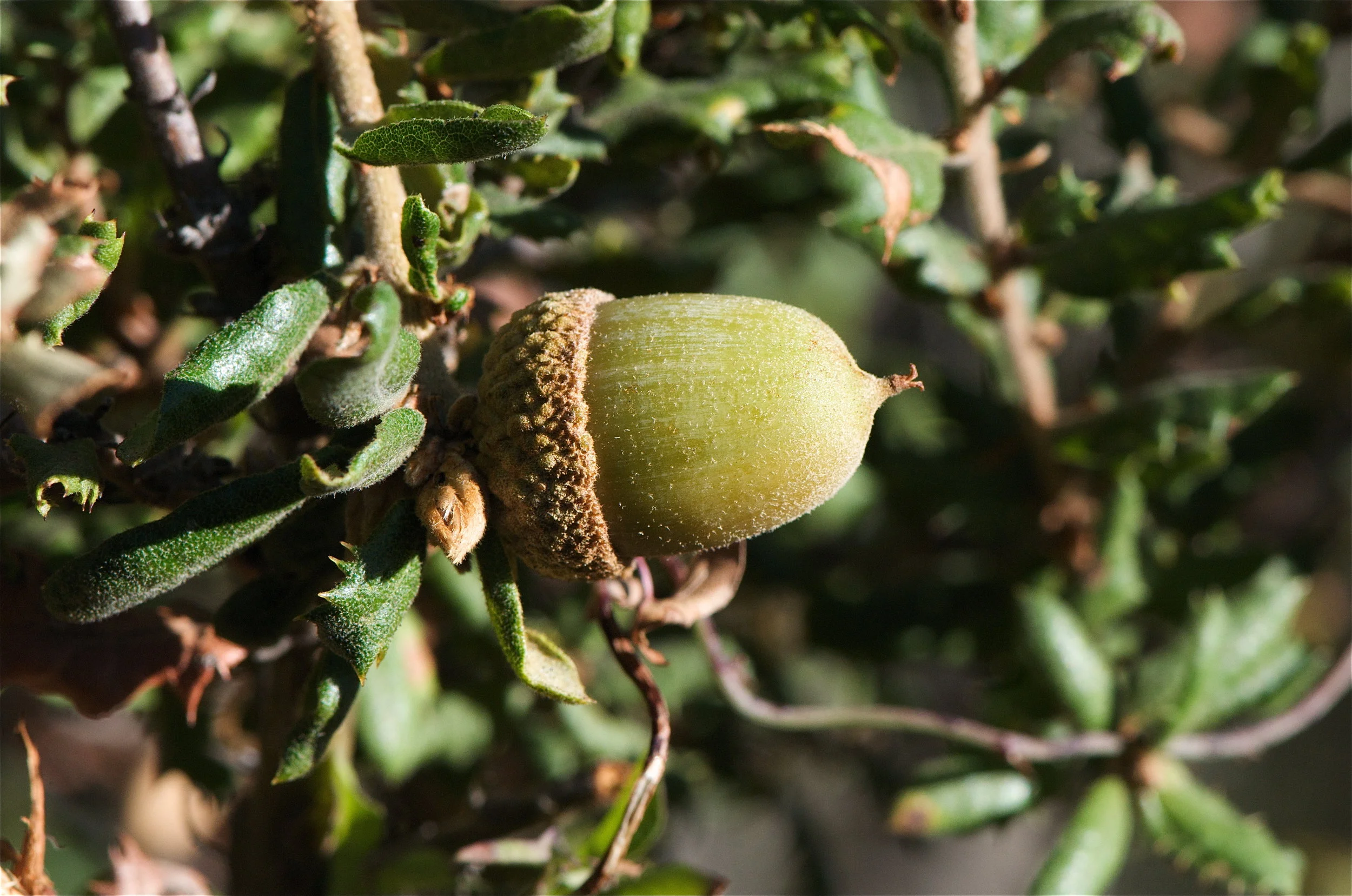 Nutall’s Scrub Oak (Quercus dumosa)