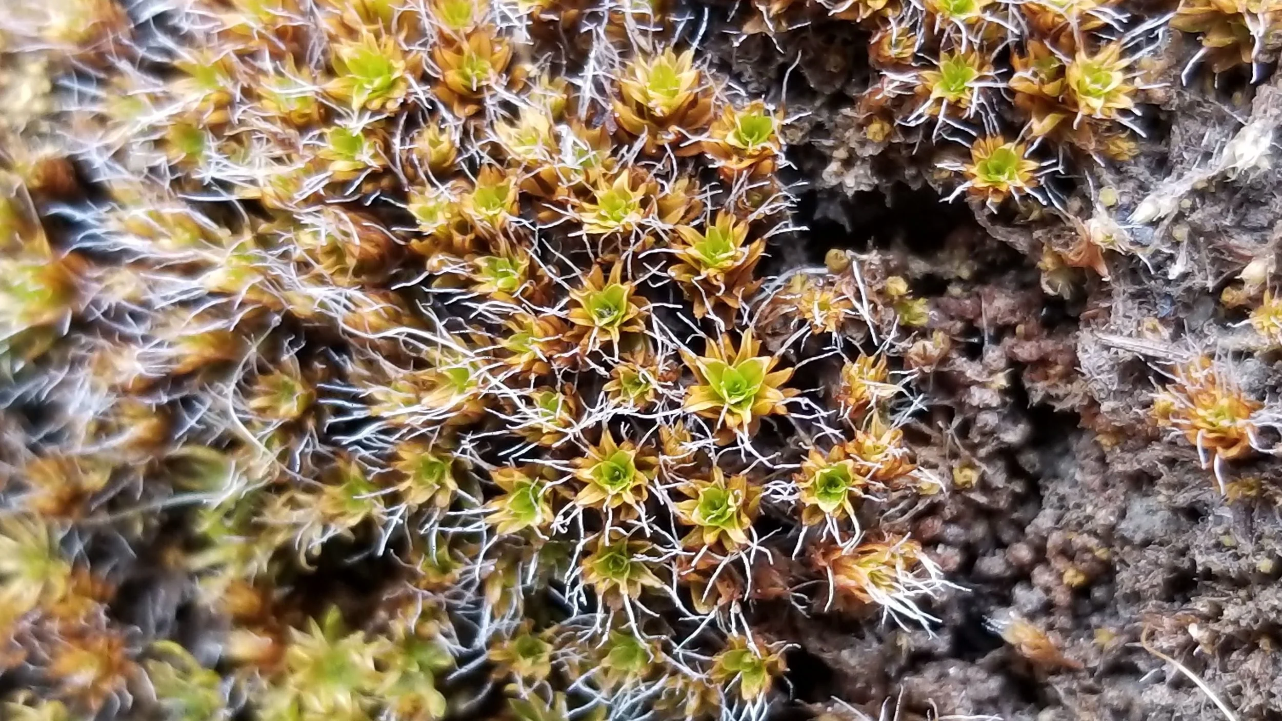 lichens.jpg