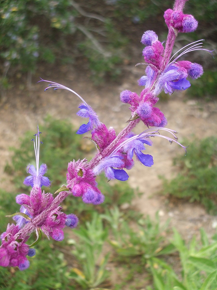 Wooly Blue Curls (Trichostema lanatum) "Trichostema lanatum.jpg" by The Marmot is licensed under CC BY 4.0