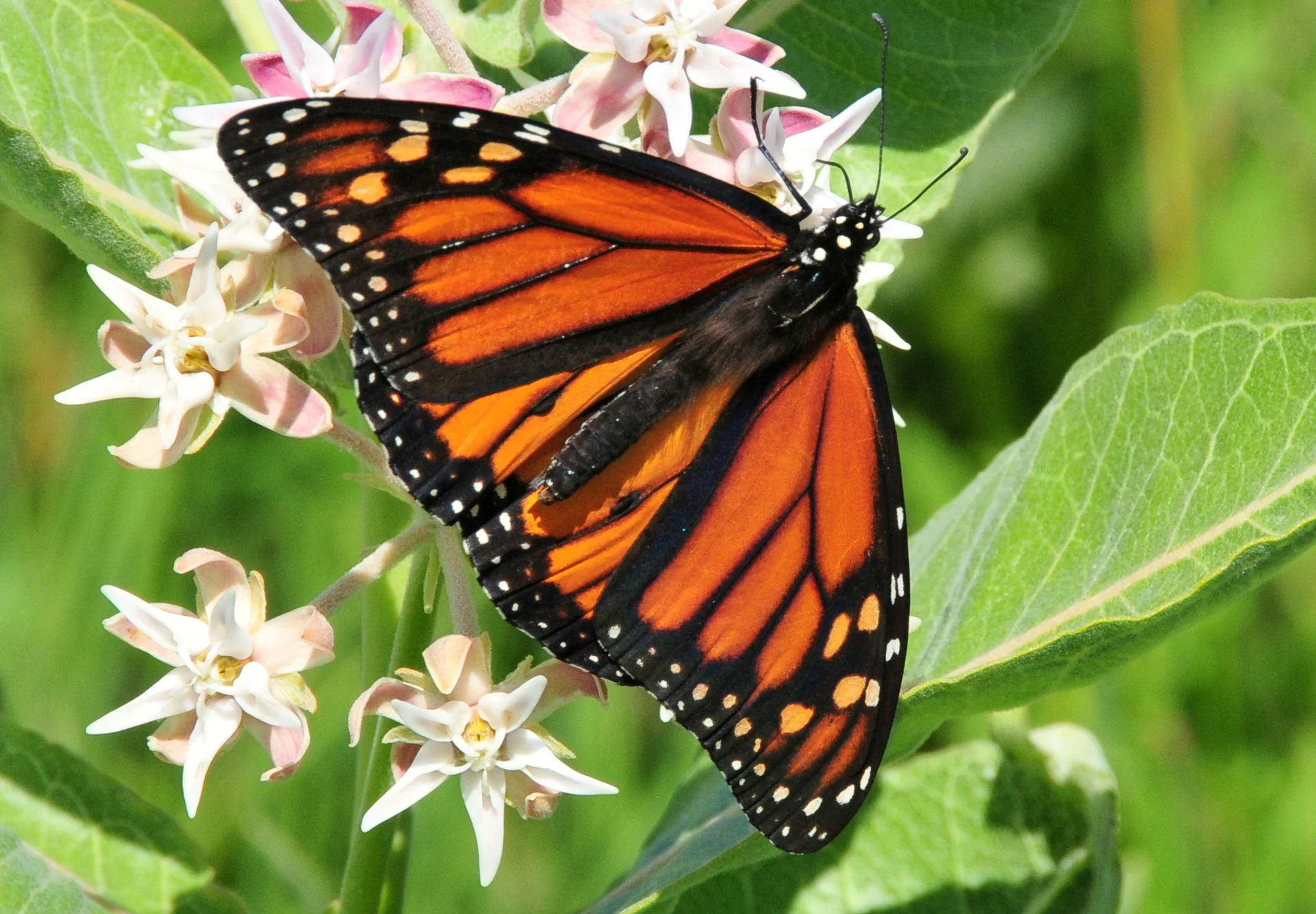 "Monarch Nectaring on Showy Milkweed Seedskadee NWR " by USFWS Mountain-Prairie