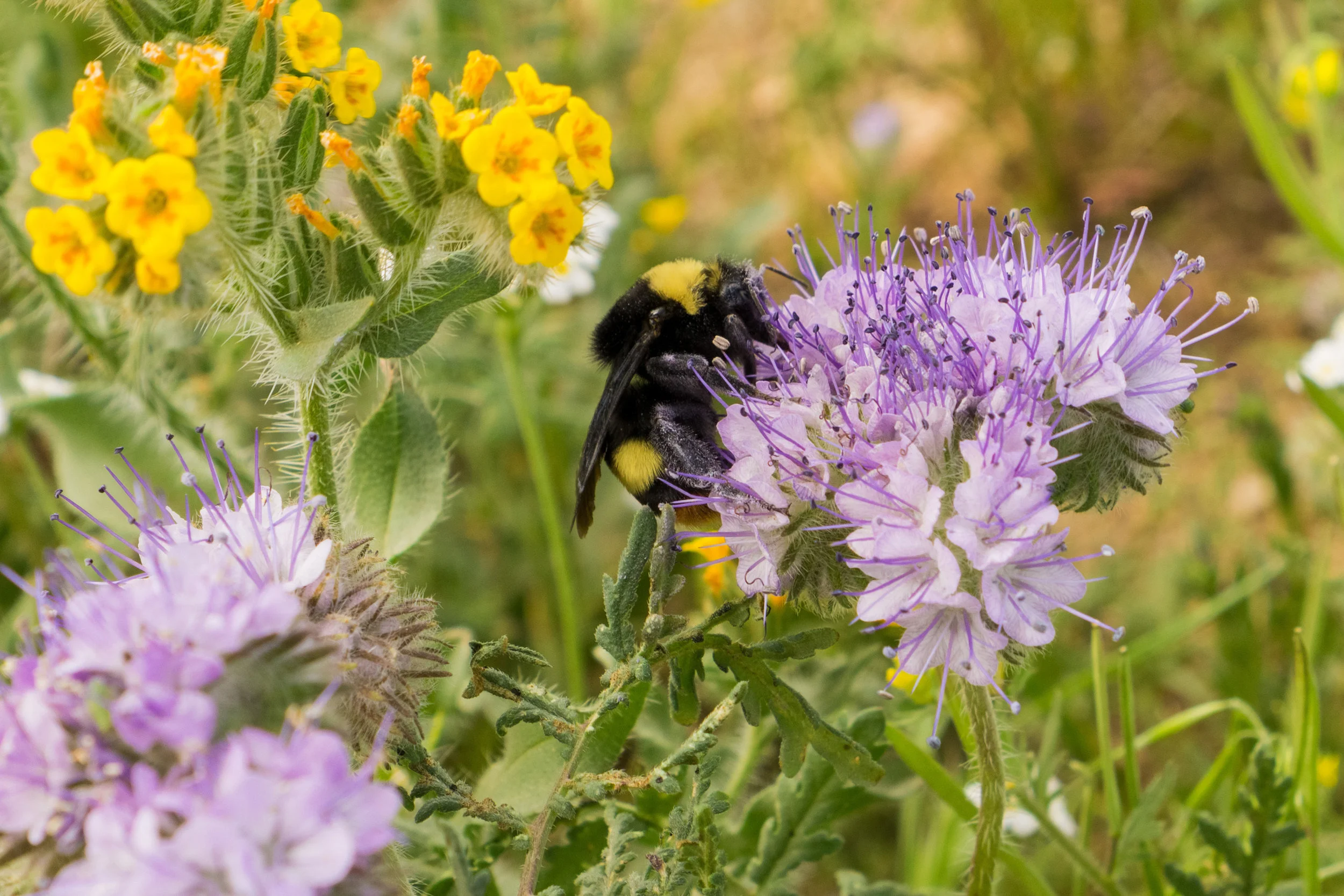Shutterstock Homepage 2018 winter Phacelia cryptantha plus wallflower smaller.jpeg