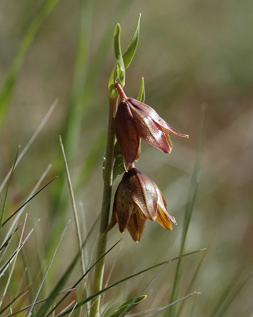 Chocolate Lily (Fritillaria biflora), photo by Michael Evans