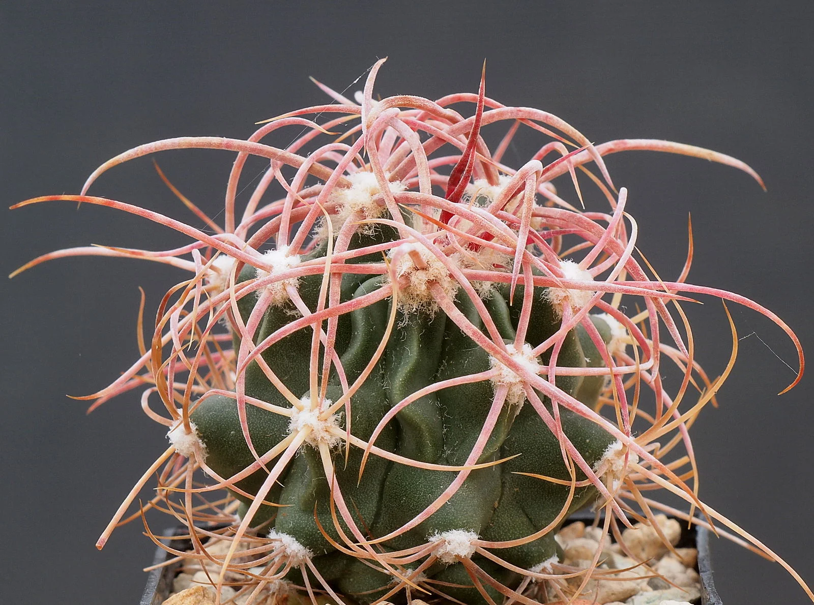 Echinocactus polycephalus, photo by Dornenwolf from Deutschland https://commons.wikimedia.org/wiki/File:Echinocactus_polycephalus_(14737872158).jpg