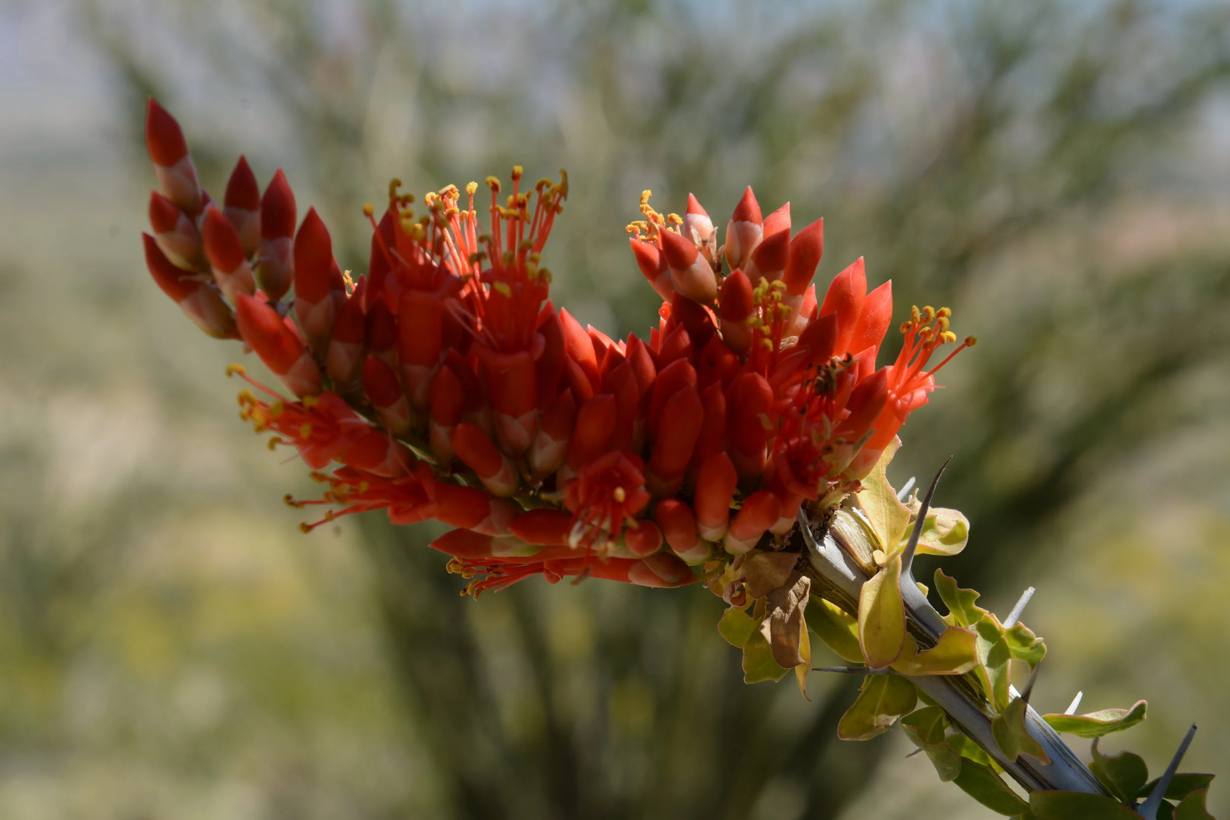 Ocotillo (Fouqueria splendens), photo by Tom Oberbauer