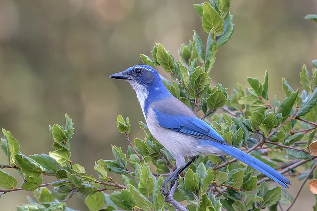 California Scrub Jay (Aphelocoma californica) Photo by Becky Matsubara