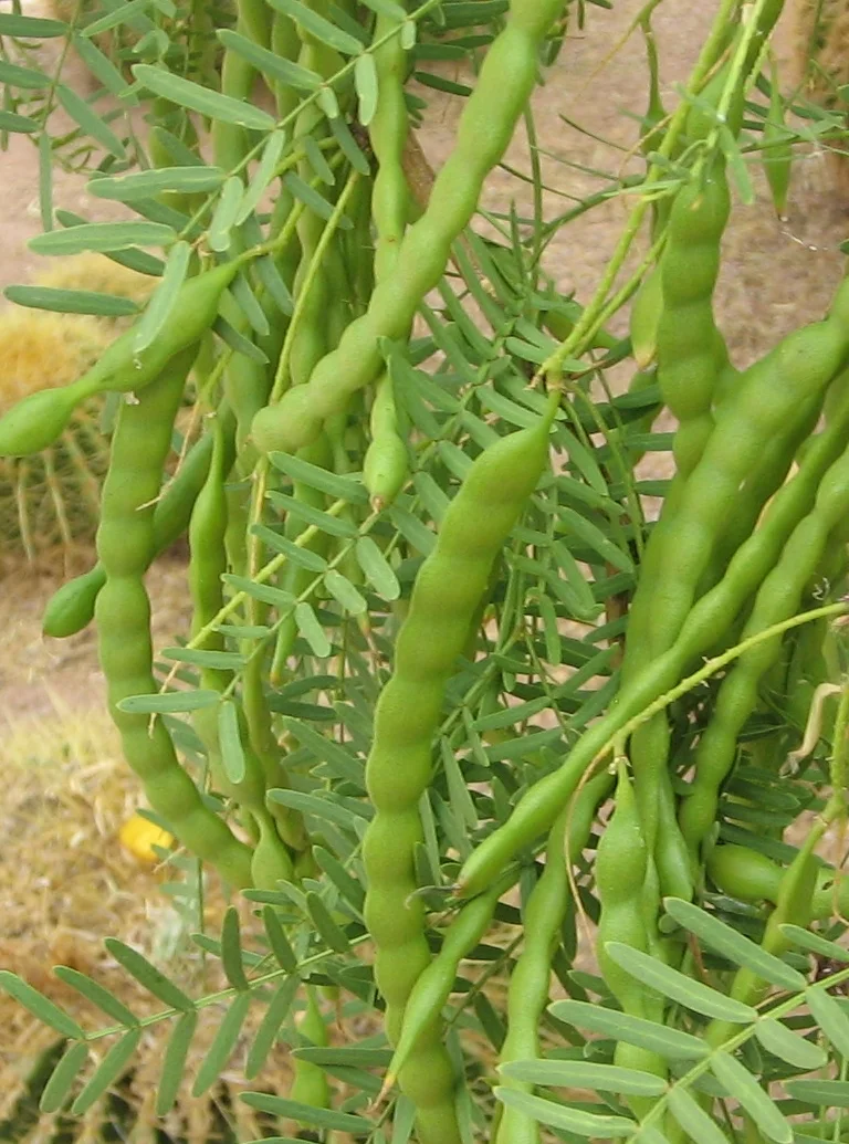 Honey Mesquite (Prosopis glandulosa) seed pods. Photo by Don A.W. Carlson