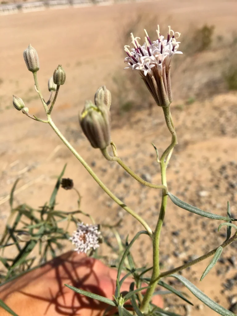 Giant Spanish-Needle Palafoxia arida var. gigantea PC: Camden Bruner https://www.inaturalist.org/photos/9196717?size=large