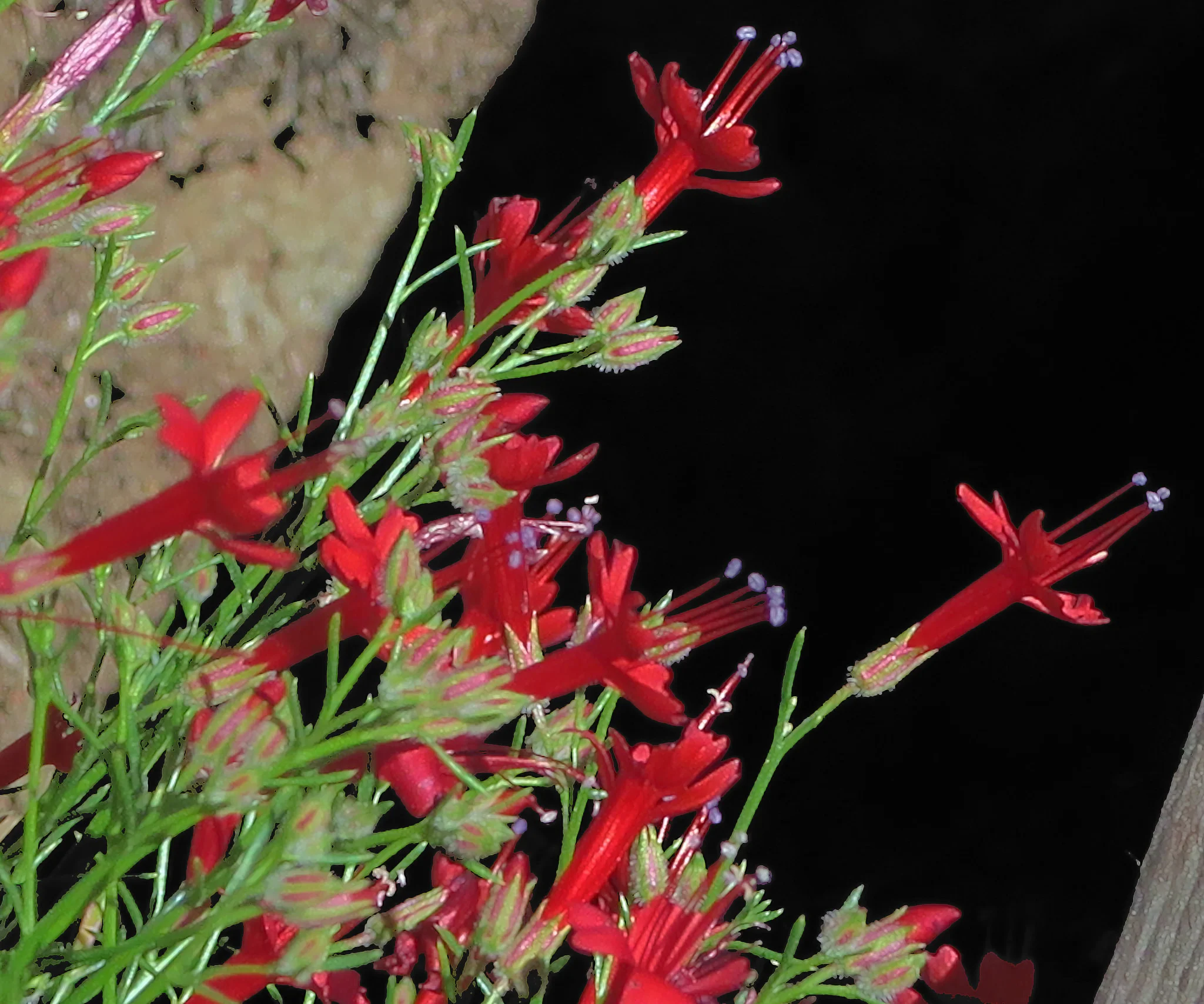 Slender-leaved Ipomopsis (Ipomopsis tenuifolia) PC: John Rusk https://www.flickr.com/photos/john_d_rusk/27891012201