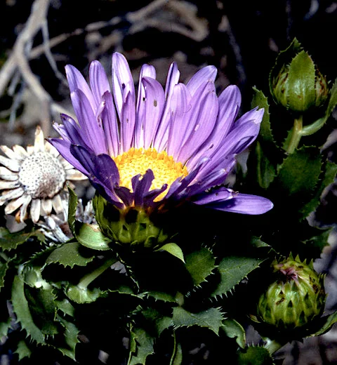 Orcutt’s daisy (Xylorhiza orcuttii) PC: Fred Roberts