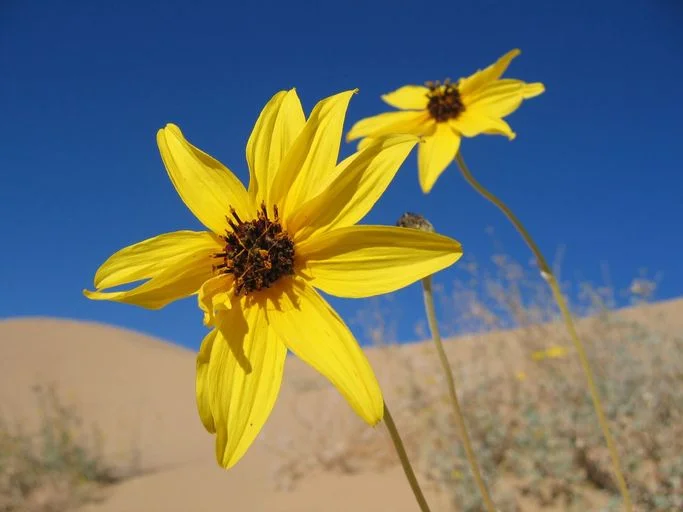 Algodones Sunflower (Helianthus niveus ssp. tephrodes) PC: Jordan Zylstra