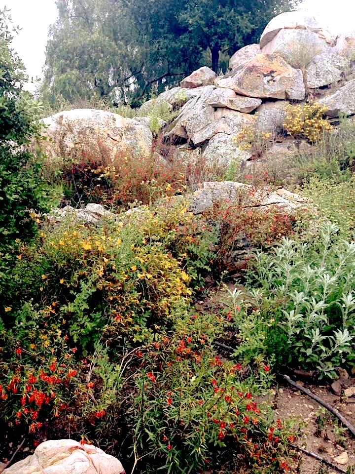 CNPSSan Diego Garden Tour Inviting Nature Home — San Diego Chapter