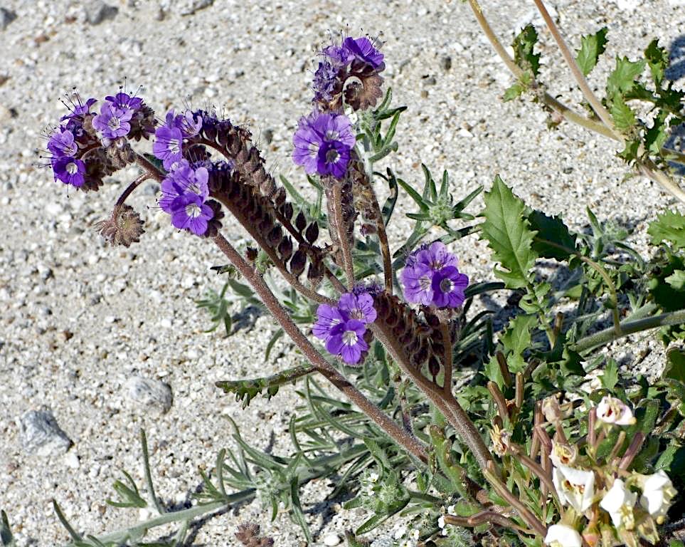 Cleftleaf Wild Heliotrope (Phacelia crenulata) PC: Juergen Schrenk