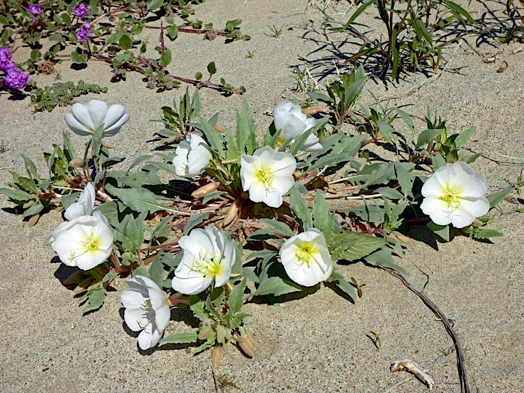 Dune Evening Primrose (Oenothera deltoides) PC: Juergen Schrenk