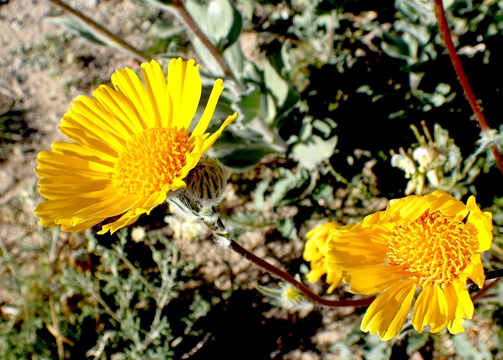 Hairy Desert Sunflower (Geraea canescens) PC: Lee Gordon