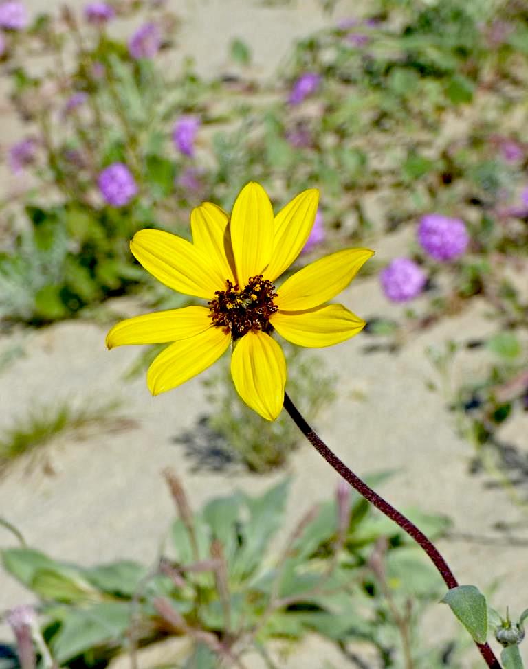 Dune Sunflower (Helianthus petiolaris) PC: Juergen Schrenk