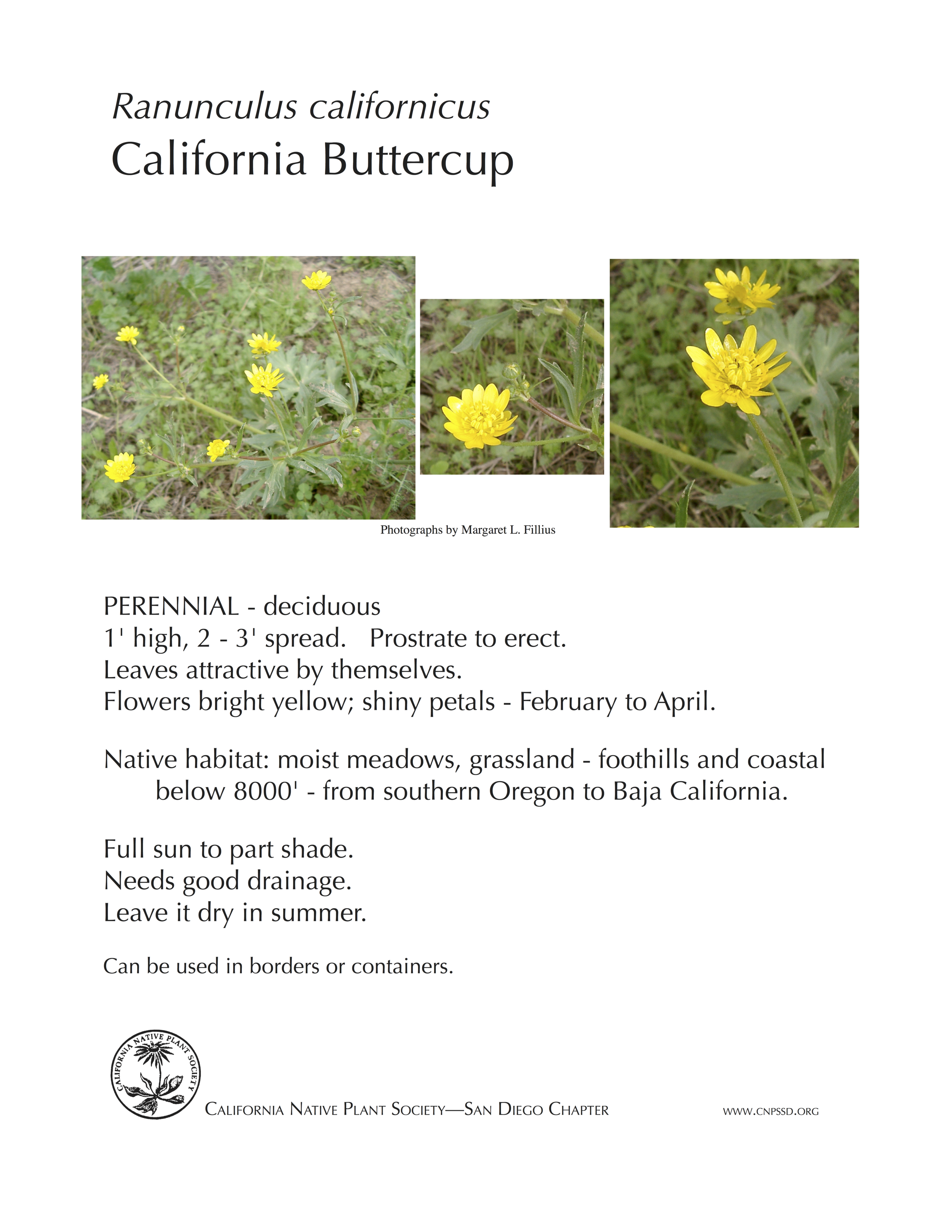 California Buttercup (Ranunculus californicus).png