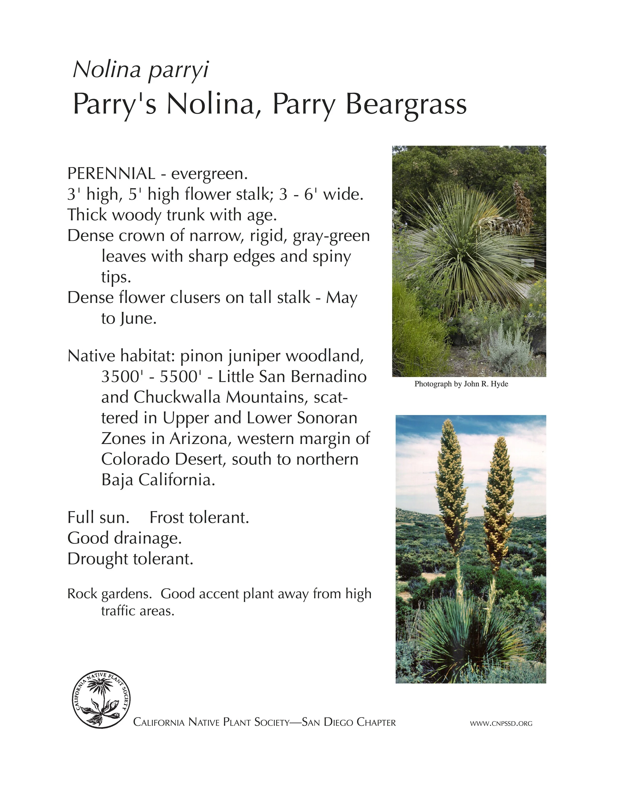 Parry Beargrass (Nolina Parryi).jpg