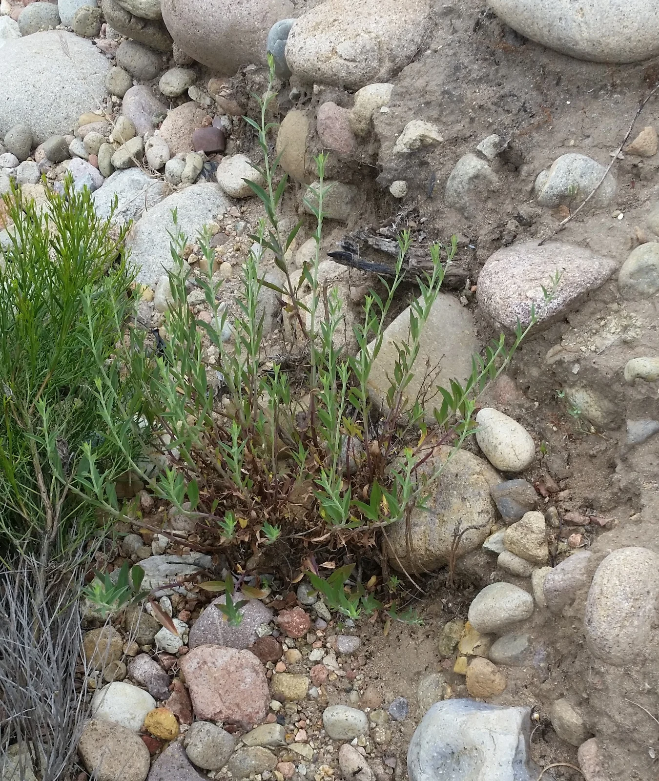 Figure 2. Willowy mint planted in 2017 has survived two years without irrigation. This photo and the next two were taken May 8, 2019.