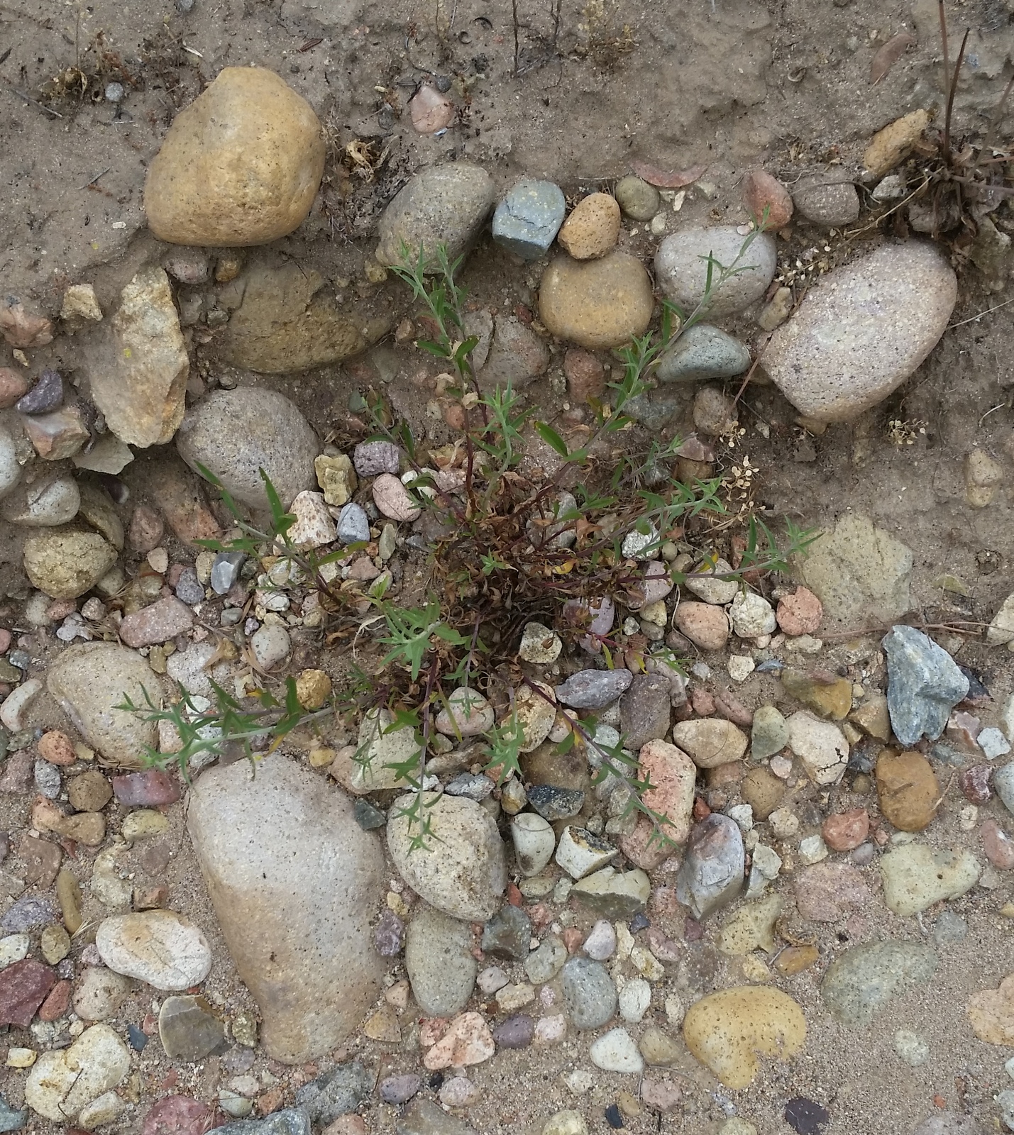 Figure 3. Willowy mint planted in 2018 and irrigated during the dry season.